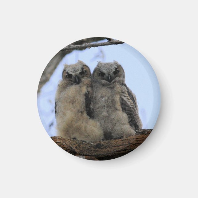 Great Horned Owl Chicks - Magnet (Front)