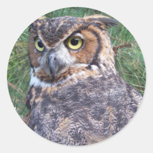 Great Horned Owl Classic Round Sticker