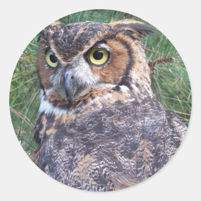 Great Horned Owl Classic Round Sticker (Front)