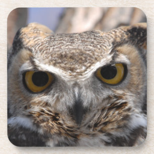 Great Horned Owl Coaster