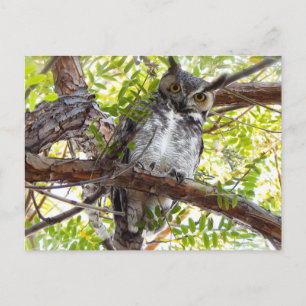 Great Horned Owl Down Look Postcard