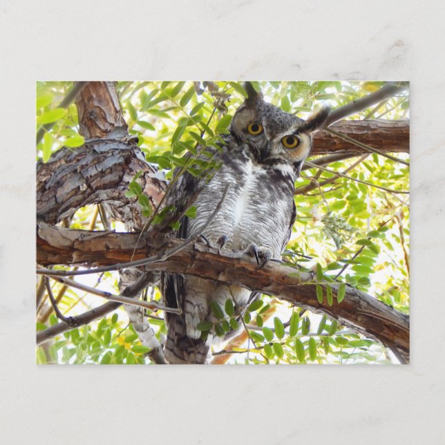 Great Horned Owl Down Look Postcard (Front)