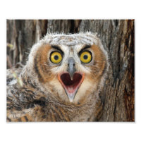 Great Horned Owl Fledgling