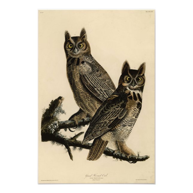 Great Horned Owl from Audubon's Birds of America Photo Print (Front)