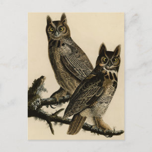 Great Horned Owl from Audubon's Birds of America Postcard