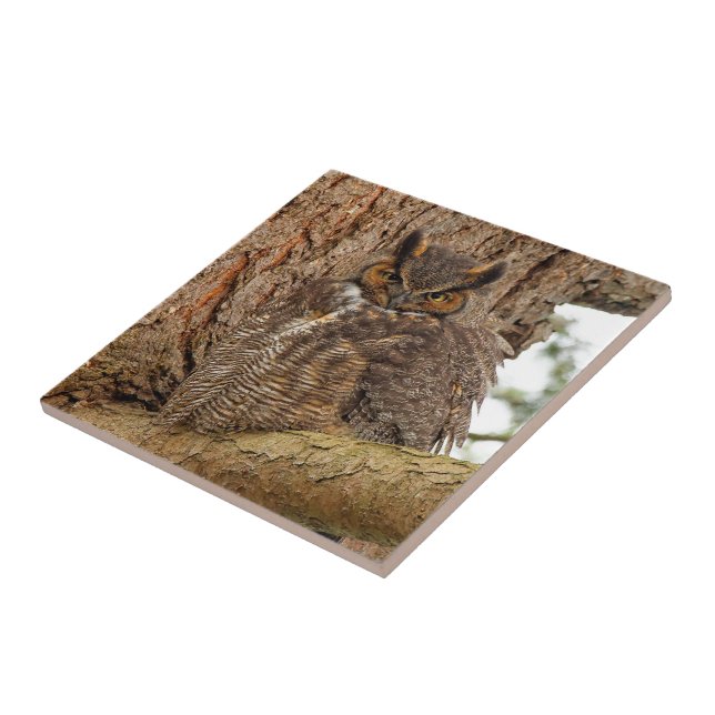 Great Horned Owl in the Douglas Fir Ceramic Tile (Side)