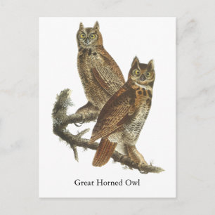 Great Horned Owl, John Audubon Postcard