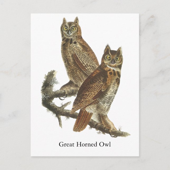 Great Horned Owl, John Audubon Postcard (Front)