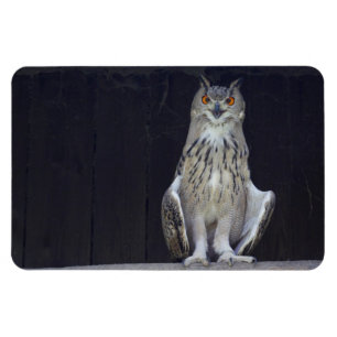 Great Horned Owl Magnet
