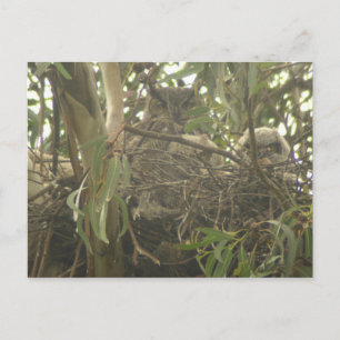 Great Horned Owl nest Postcard