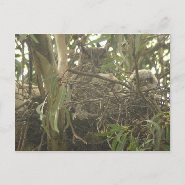 Great Horned Owl nest Postcard (Front)