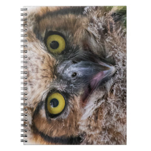 Great Horned Owl Notebook