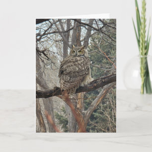 Great Horned Owl - Number 1 Card