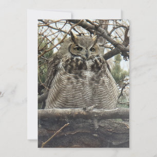 Great Horned Owl - Number 4 Big Floof Holiday Card
