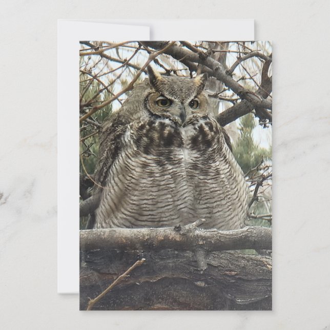 Great Horned Owl - Number 4 Big Floof Holiday Card (Front)