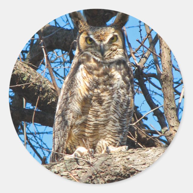 Great Horned Owl Photo Classic Round Sticker (Front)