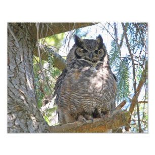 Great Horned Owl Photo Print