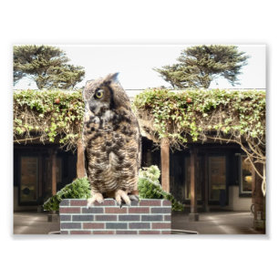 Great Horned Owl Photo Print