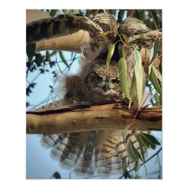 Great Horned Owl Photo Print (Front)