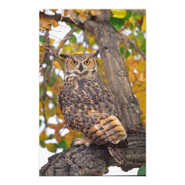 Great Horned Owl Photo Print (Front)