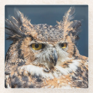 Great Horned Owl Portrait Glass Coaster