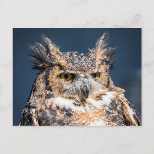 Great Horned Owl Portrait Postcard