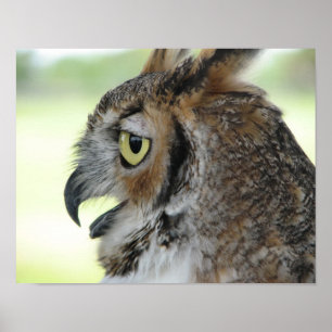 Great Horned Owl Portrait Poster