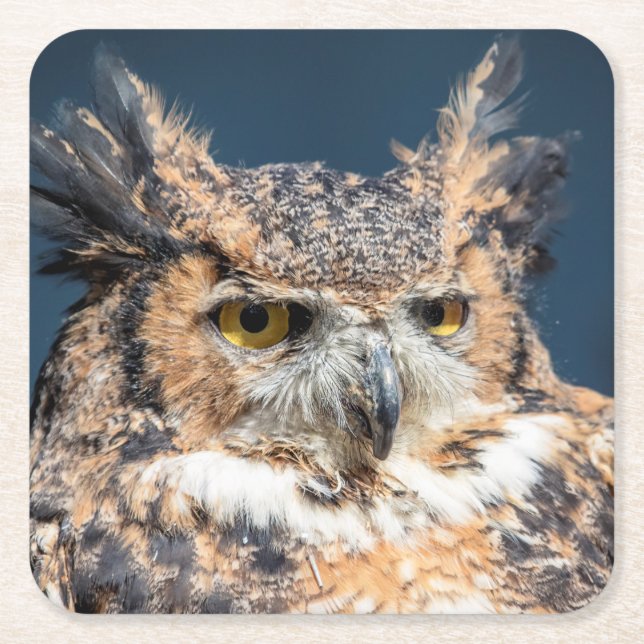 Great Horned Owl Portrait Square Paper Coaster (Front)