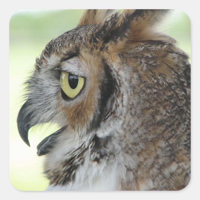Great Horned Owl Portrait Square Sticker (Front)