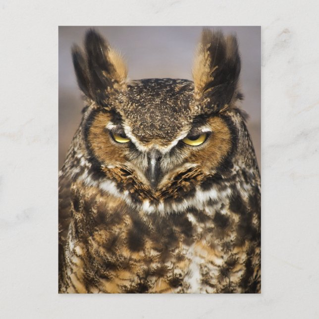 Great Horned Owl Postcard (Front)