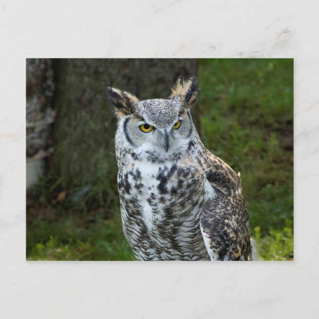 Great Horned Owl Postcard (Front)