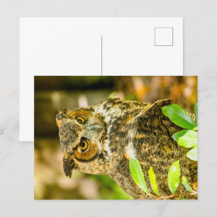 Great Horned Owl Postcard