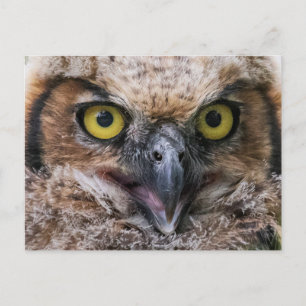 Great Horned Owl Postcard