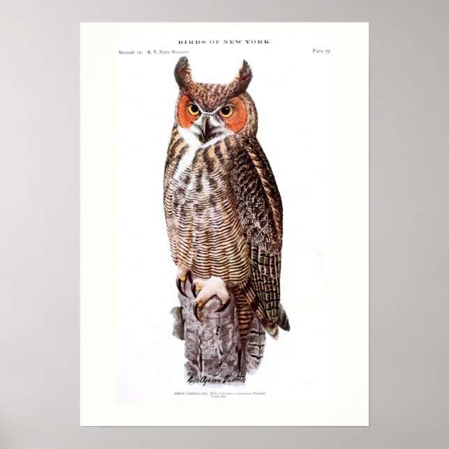 Great Horned Owl Poster (Front)