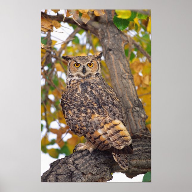 Great Horned Owl Poster (Front)