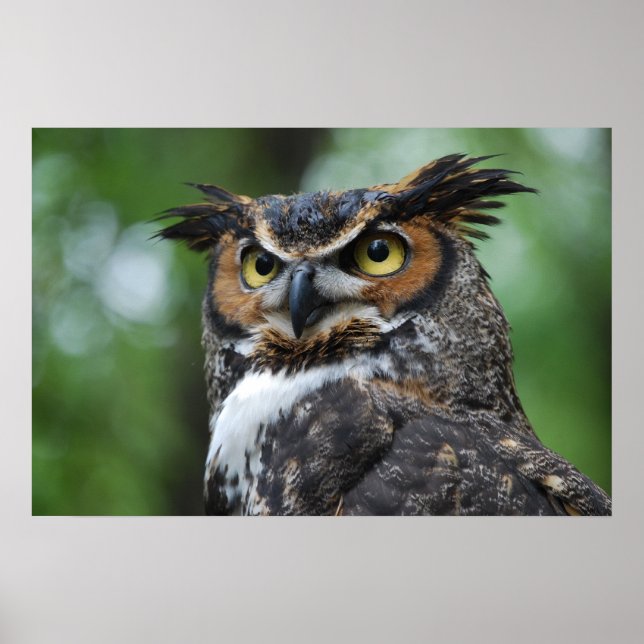 Great-Horned Owl Poster (Front)