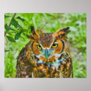 Great Horned Owl Poster