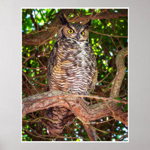 Great Horned Owl Poster Wildlife Bird Art