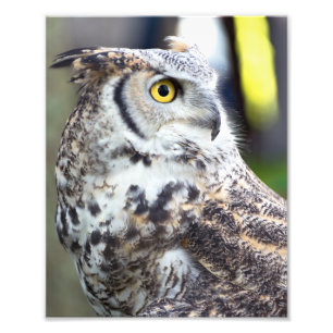 Great Horned Owl Profile Photo Print