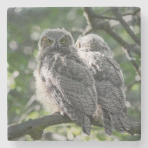 Great Horned Owl Siblings Stone Coaster