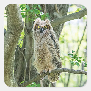 Great Horned Owl Square Sticker