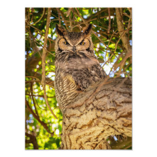Great Horned Owl Wall Art Wildlife Nature Photo