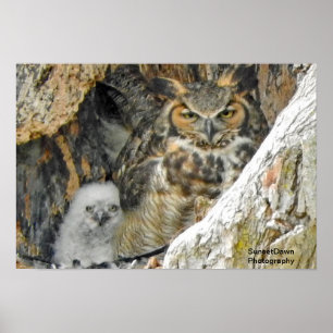 Great Horned Owl with Owlet Poster