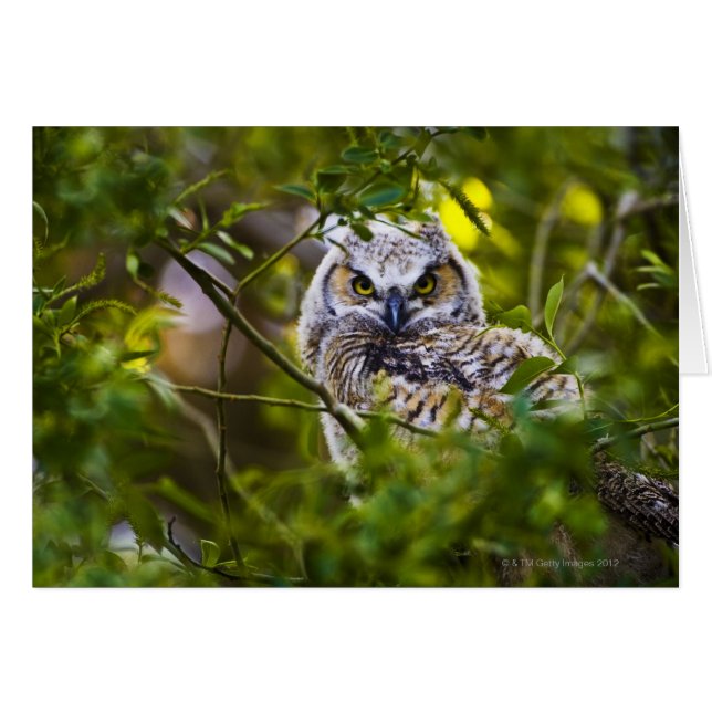 Great Horned Owlet (Front Horizontal)