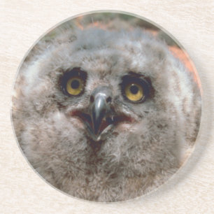 Great Horned Owlet Coaster