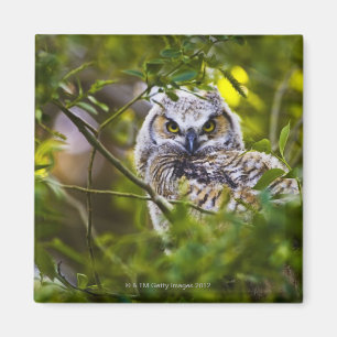 Great Horned Owlet Magnet