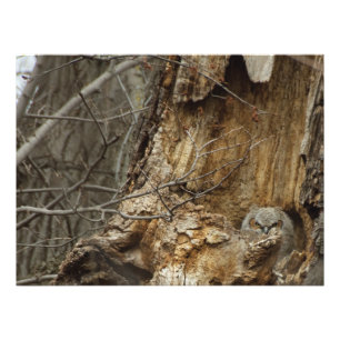 Great Horned Owlet - Wildlife Photography Photo Print