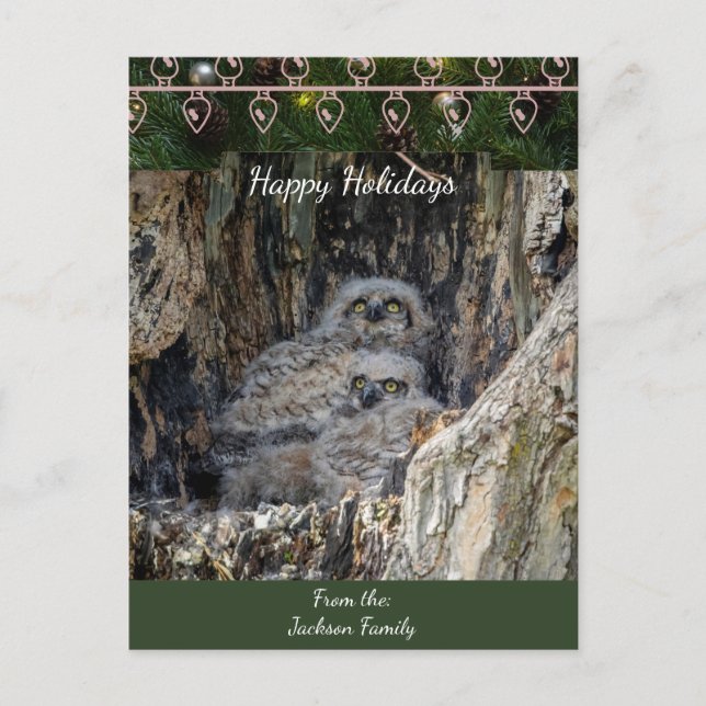 Great Horned Owls  Christmas Card (Front)