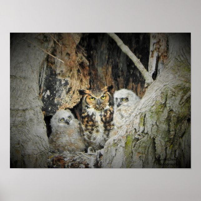 Great-Horned Owls Poster (Front)