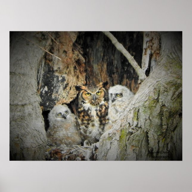 Great-Horned Owls Poster (Front)